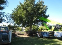 Kwikfynd Tree Management Services
keweast
